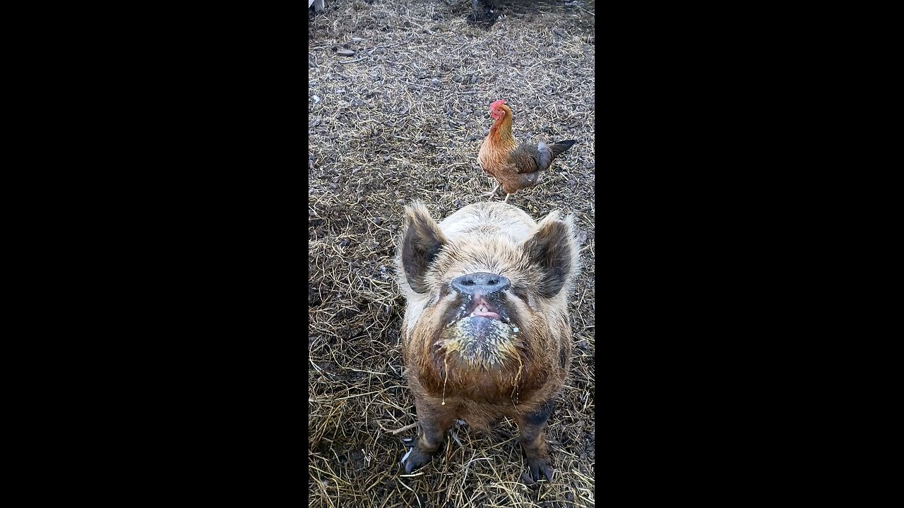 Pig Sits for Eggs!