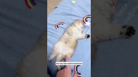 The guy found a homeless kitten last night and became his dad