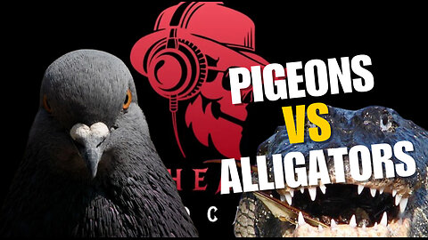 Episode #4 Pigeons vs. Alligators [TO THE DEATH]
