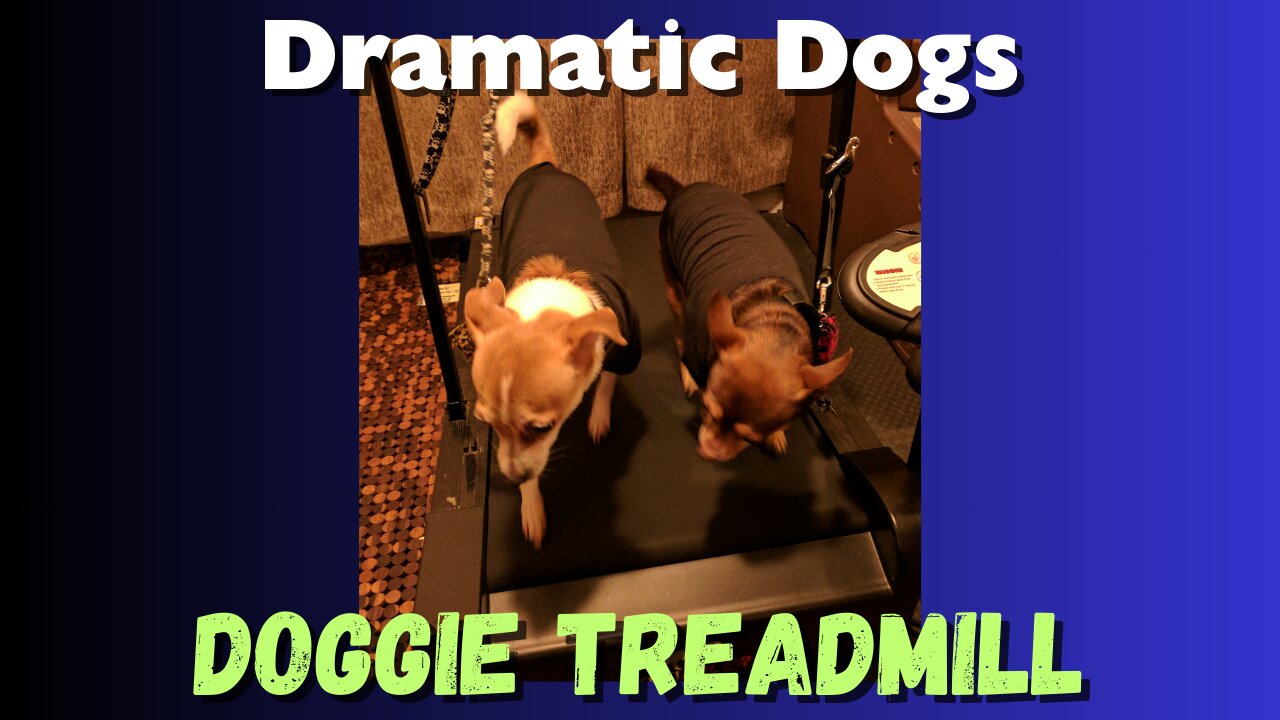 Dramatic Doggie Treadmill #funny