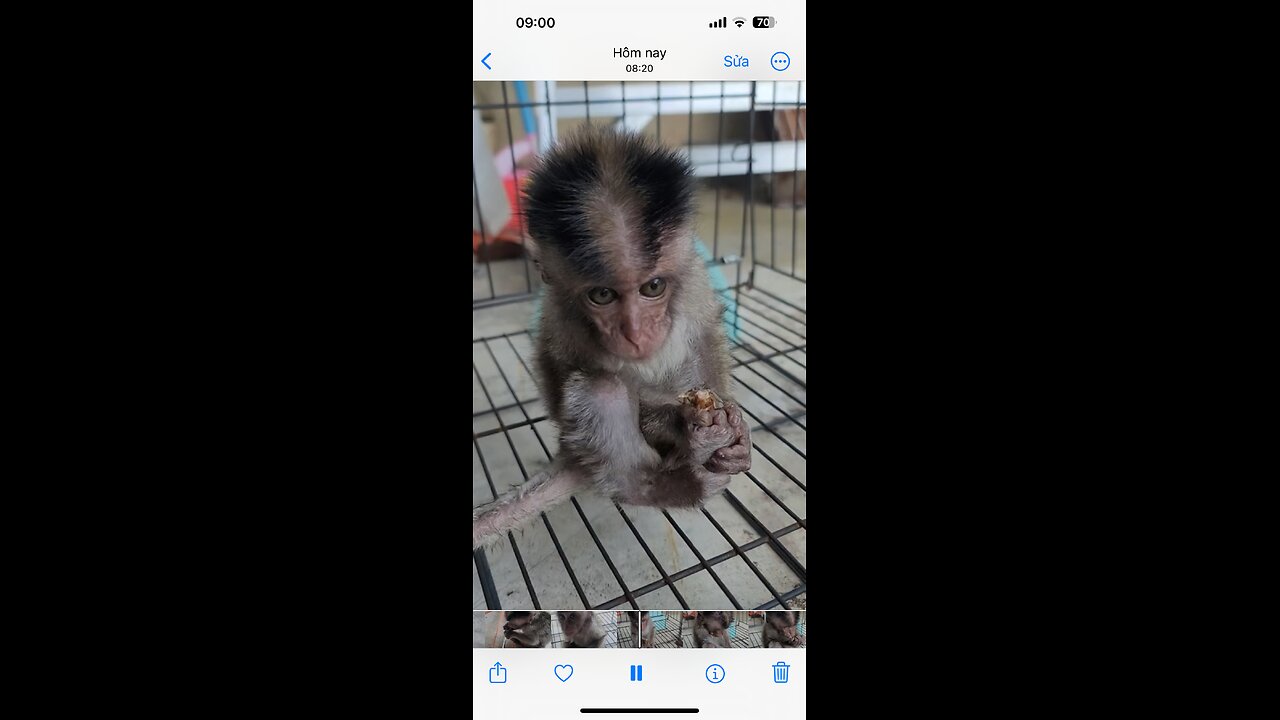 Let the baby monkey clean up the noisy bugs