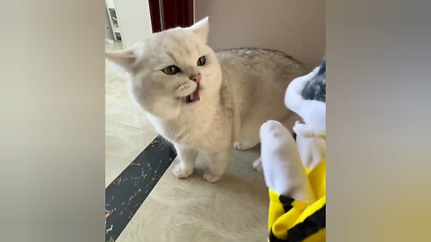 Hilarious Cat Fails That Will Make Your Day!