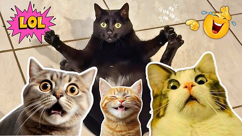 Funny Cat Moments 2025 - Laugh Until You Cry