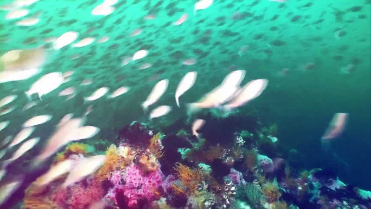 😲 treasure of ocean
