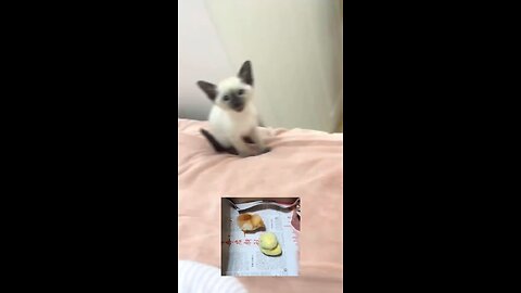 Funny cats and dogs, funny sounds of cats and dogs 🔊😅