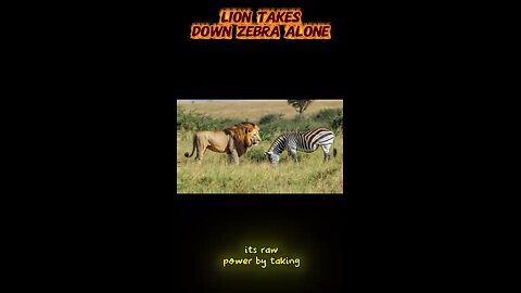 lion attack zebra