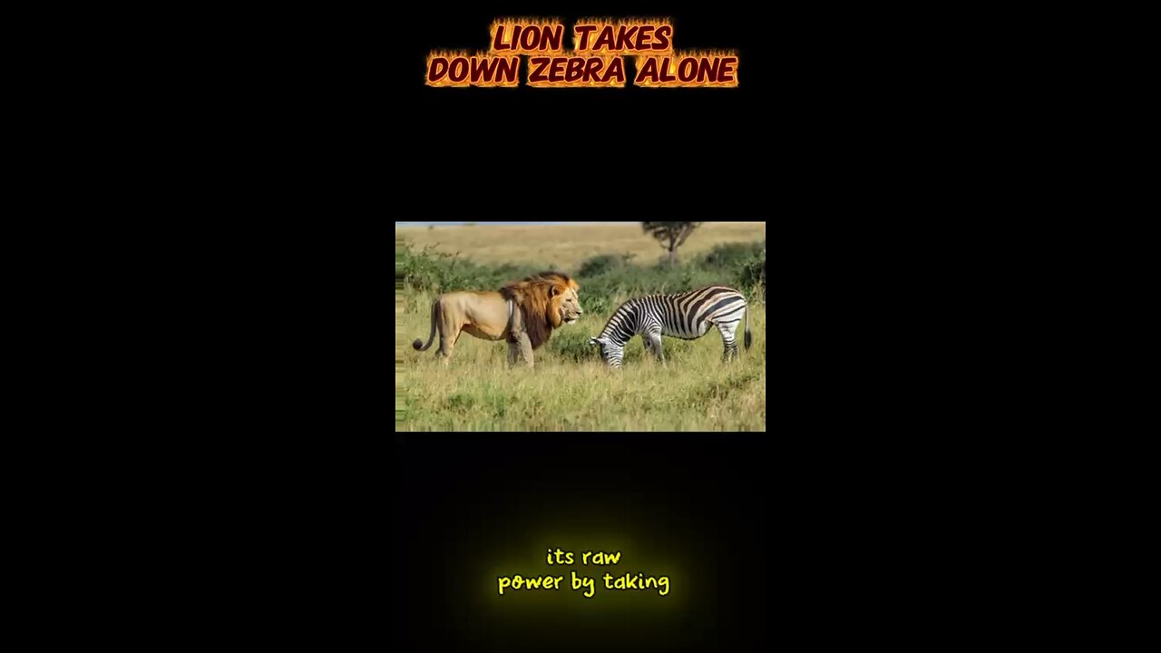 lion attack zebra