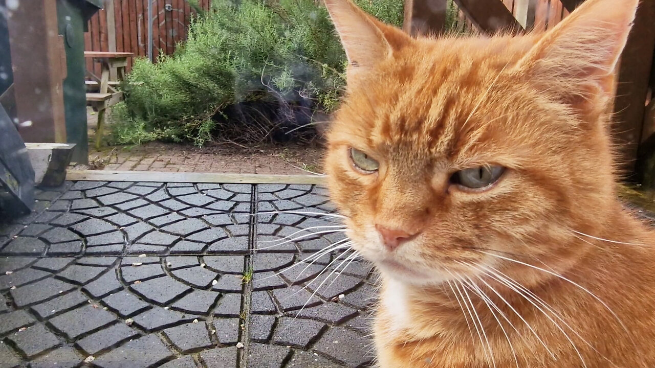 Cute And Adorable Kittens