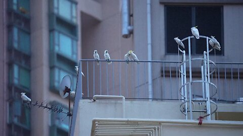 Hong Kong scientist puts hope in nest boxes to save endangered cockatoos