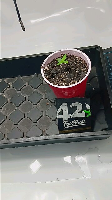 Gorilla Cookies day 4