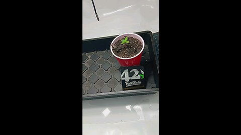 Gorilla Cookies day 4