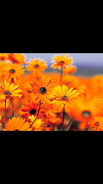 EA S143 - I'm Just Orange