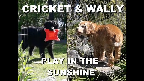 Cricket and Wally enjoy the Summer Sunshine and Inspect the new Tomato Plant Garden | May 2025