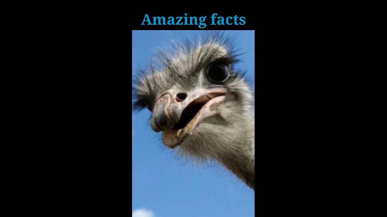 Amazing facts about Ostrich