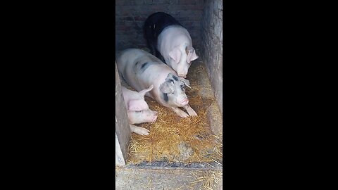 Pig