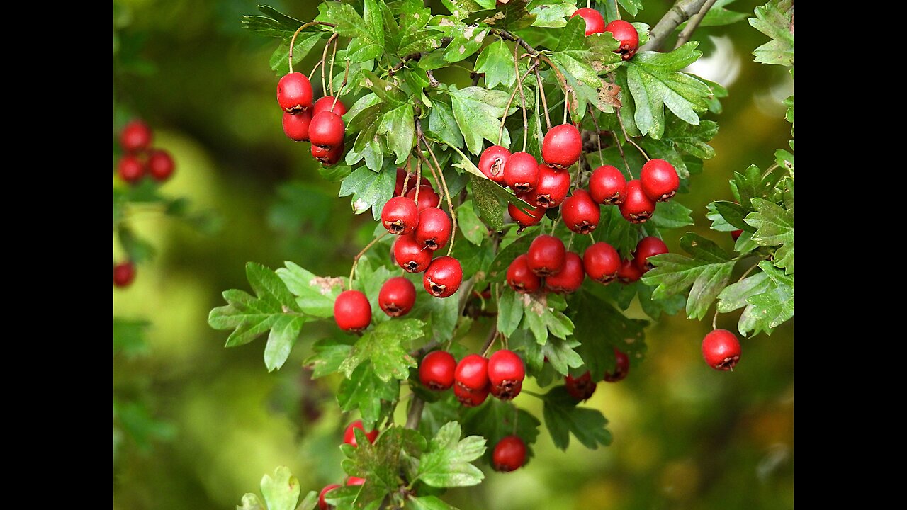 Ecosystem Pattern Set "Are Provided by Hawthorn" - Pattern Deduction HI, Human Intelligence in AI + Brute Force Mao