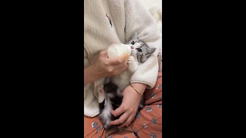 How my kitty drinks milk, It's hilarious.. 🤣 #cat #kitten #funny