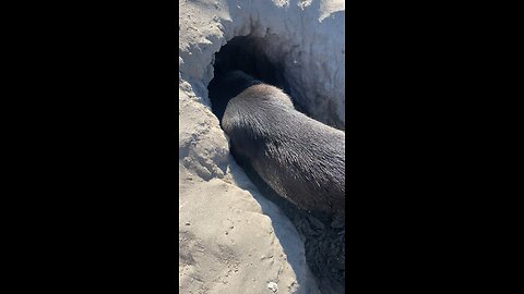 Doggy digs