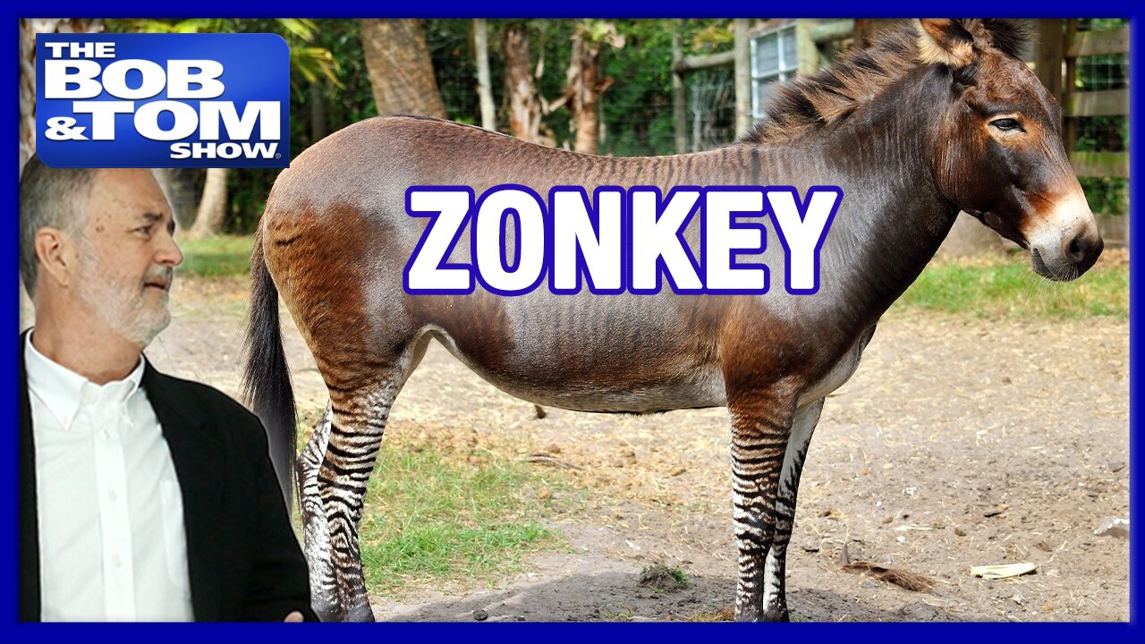Zonkey Blocks Traffic 😂 + Frank Caliendo’s Insane NFL Draft Impressions!