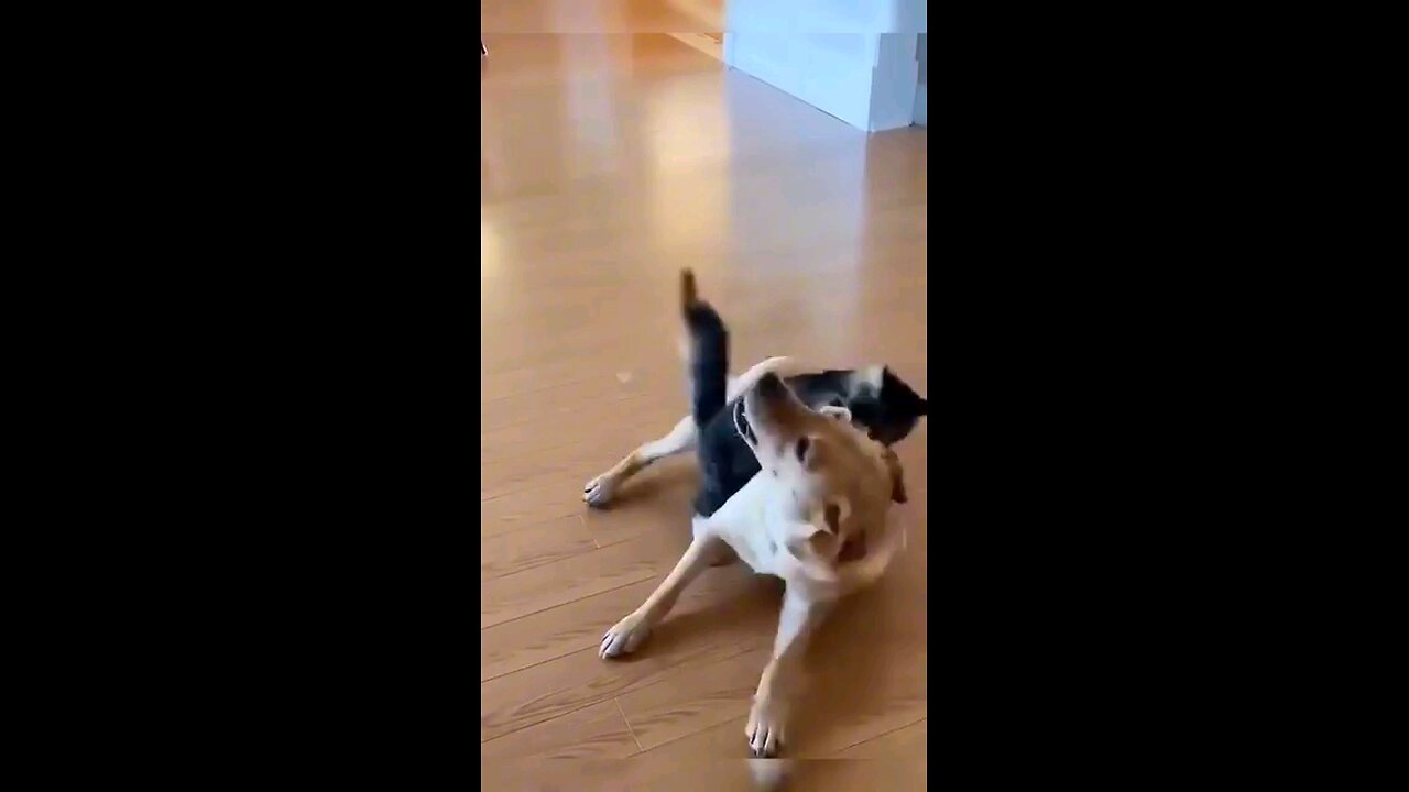 funny animal cat and dog meme compilation 😆🤣|Memestero