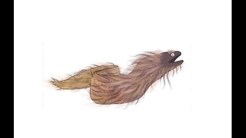 Anguila Peluda