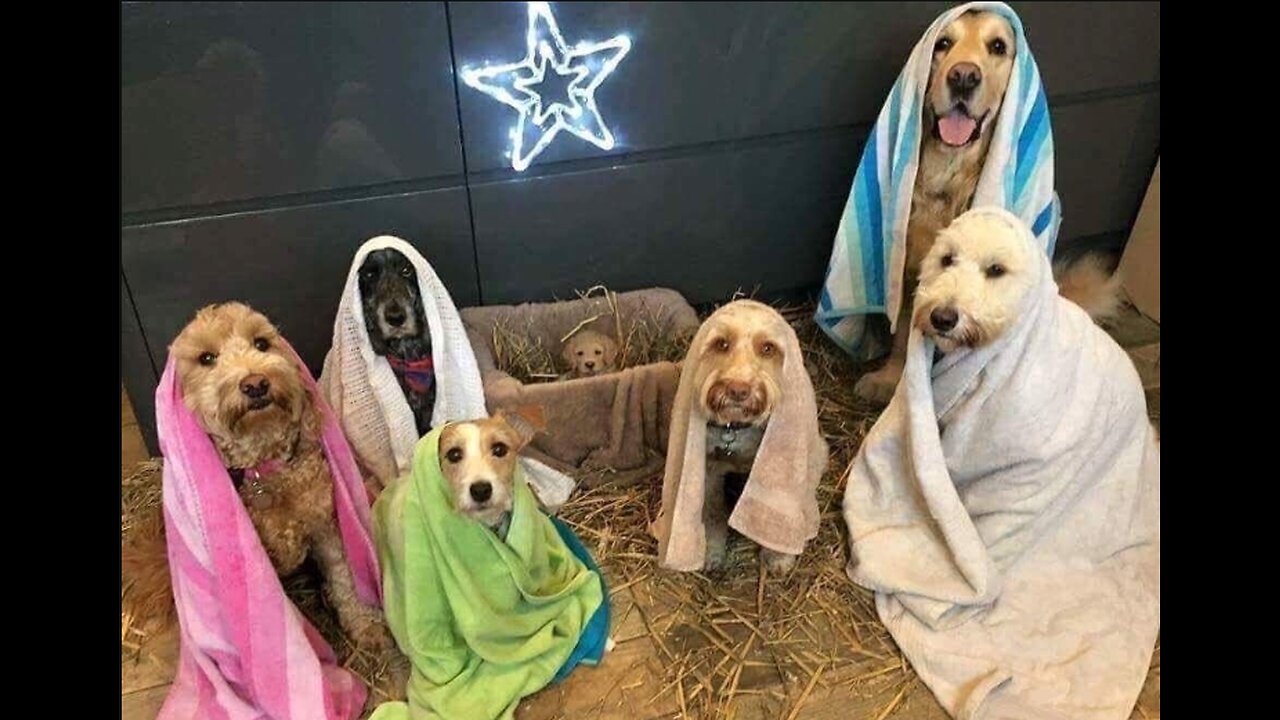Se o homem fosse um cão, com certeza Jesus latiria!