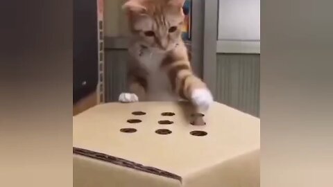 Cute cat funny kitten videos 😹 funny cat Videos 😻😹