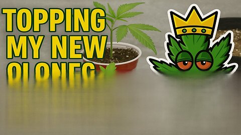 Topping New Clones 🌱 | Early Training for Big Yields
