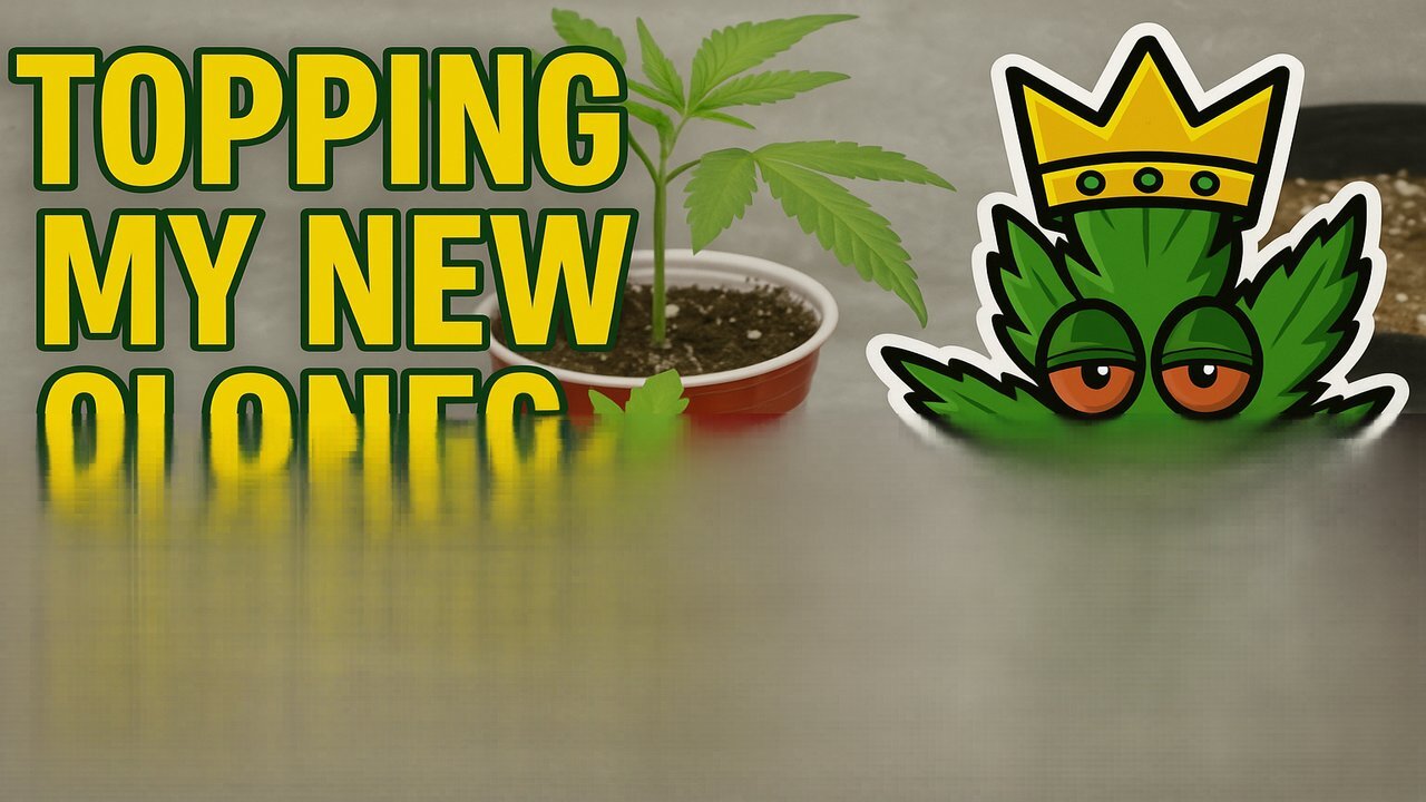 Topping New Clones 🌱 | Early Training for Big Yields