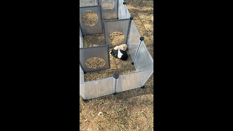 oreo and honey is outside