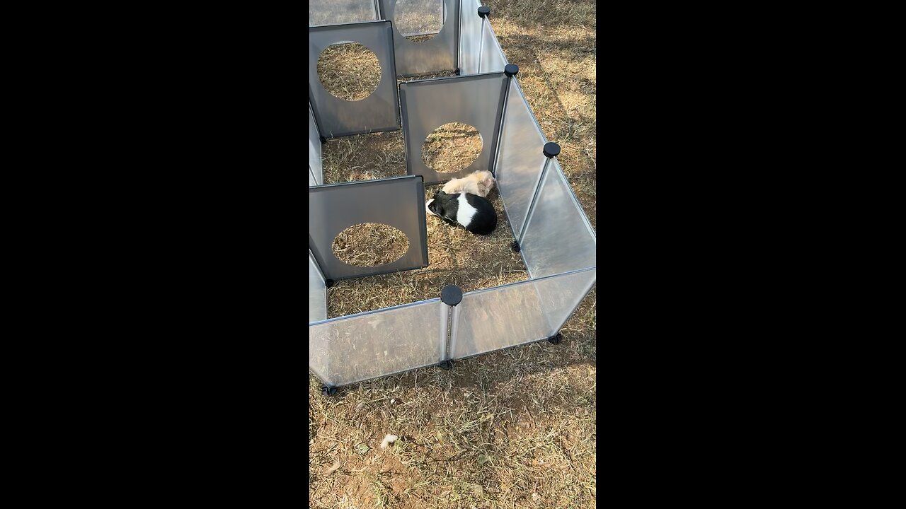 oreo and honey is outside
