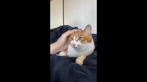 Funny animals part 5 #top3animal #animal #talkinganimals #animalshorts