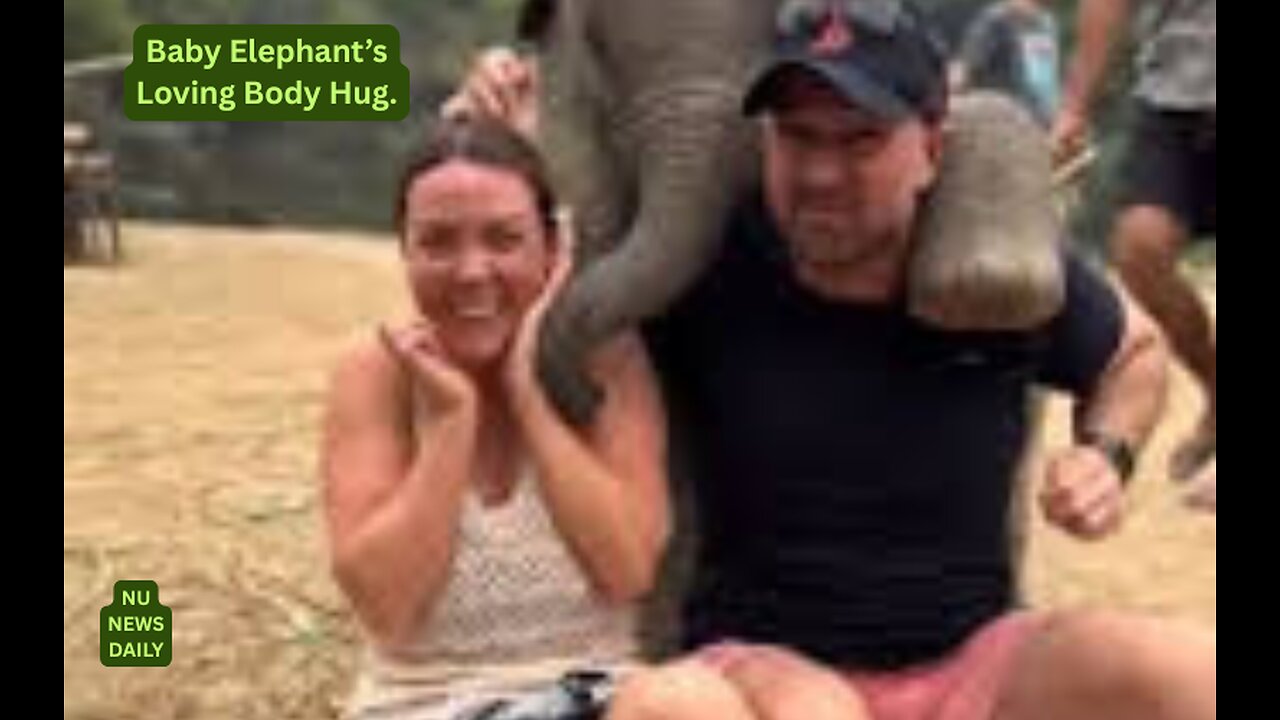 🔹 Baby Elephant Huggs A Couple with Its Trunk and Feet... How and Why ? Nu News Daily