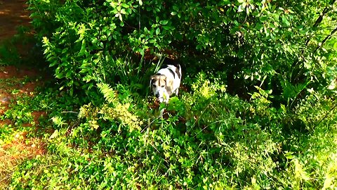 Bandit