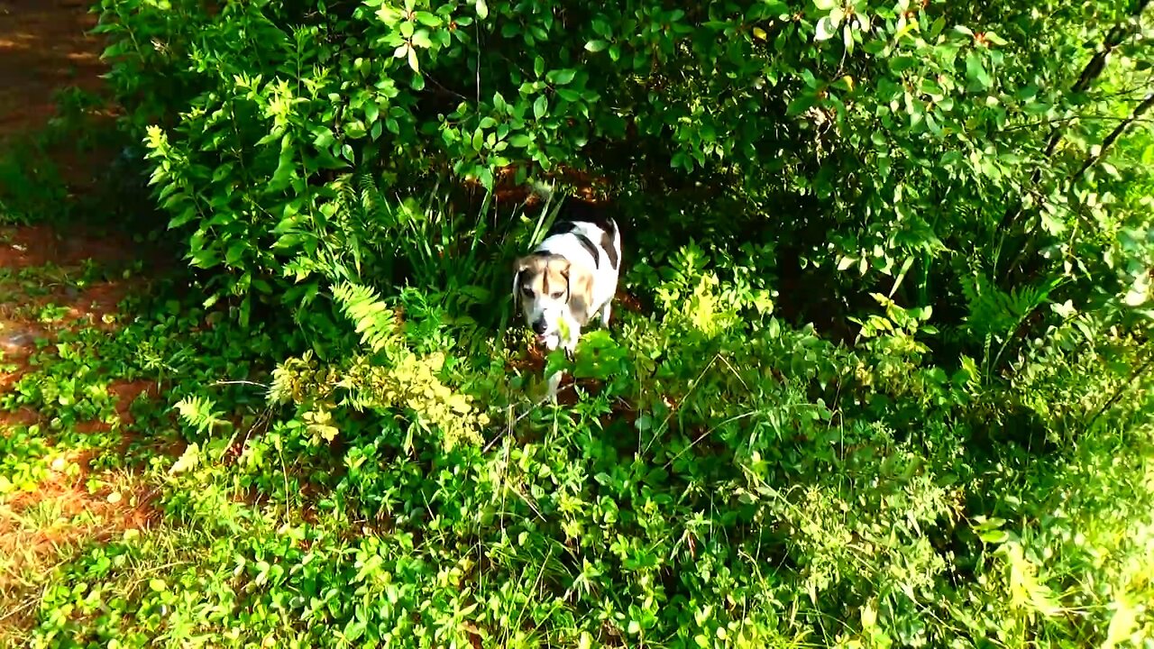 Bandit