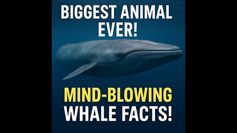 Mindblowing facts about bluewhale