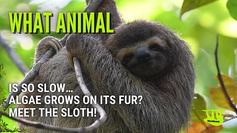 What Animal Is So Slow... Algae Grows on Its Fur?