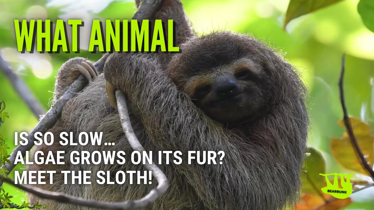 What Animal Is So Slow... Algae Grows on Its Fur?