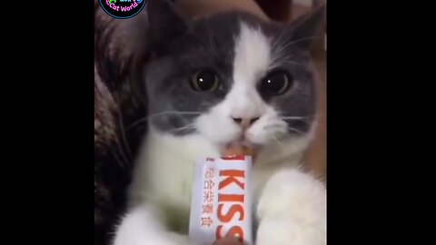 Cat World - 00003