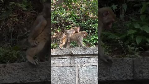 April carrying Wahaha monkey