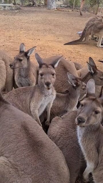 Kangaroos chewing 😅😅| only in Australia 🇦🇺