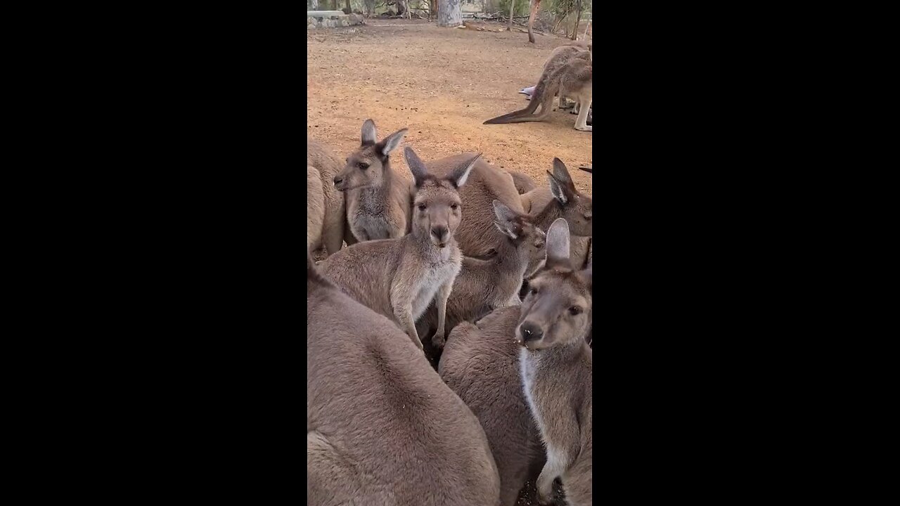 Kangaroos chewing 😅😅| only in Australia 🇦🇺