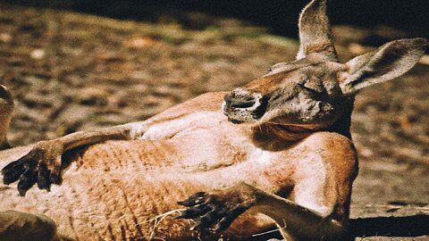Funny animals
