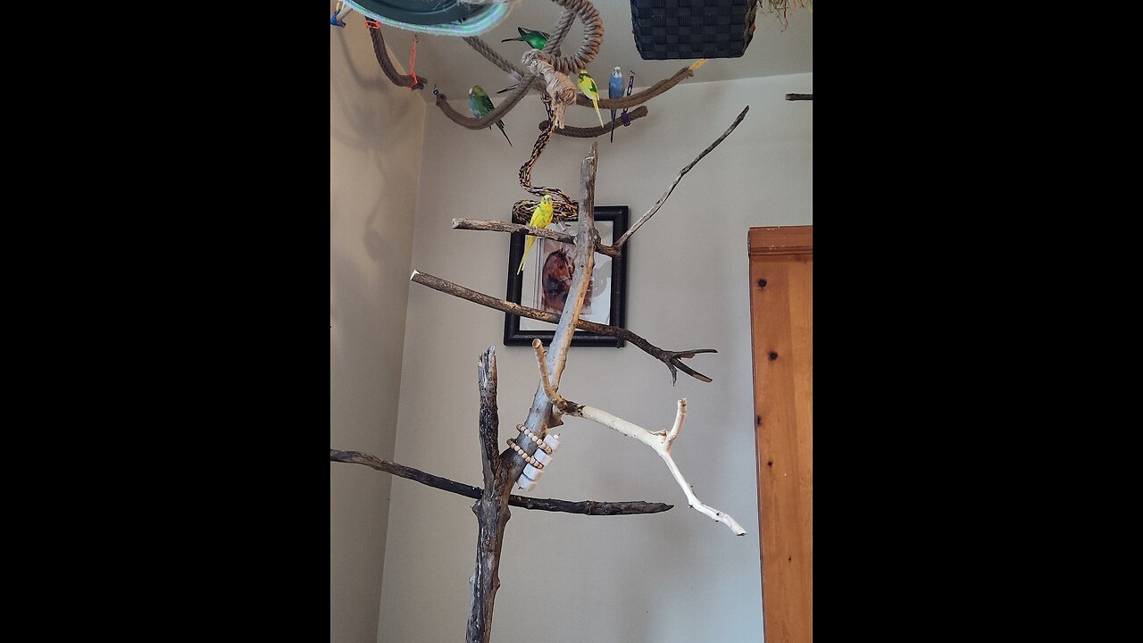 Comfort your bird with 9 Budgies