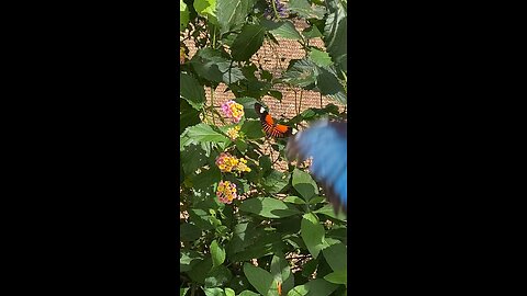 Butterflies 🦋 #butterfly #butterflies #shorts #followme #viral #trending