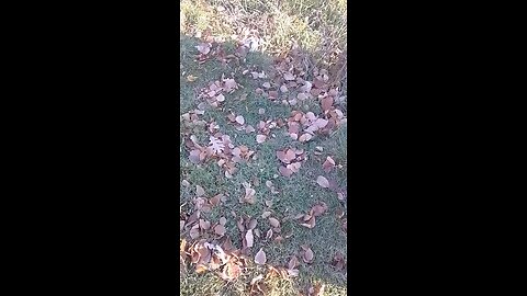 tiny michael william