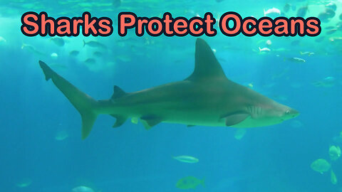 Why More Sharks Mean Healthier Oceans & More Fish Populations