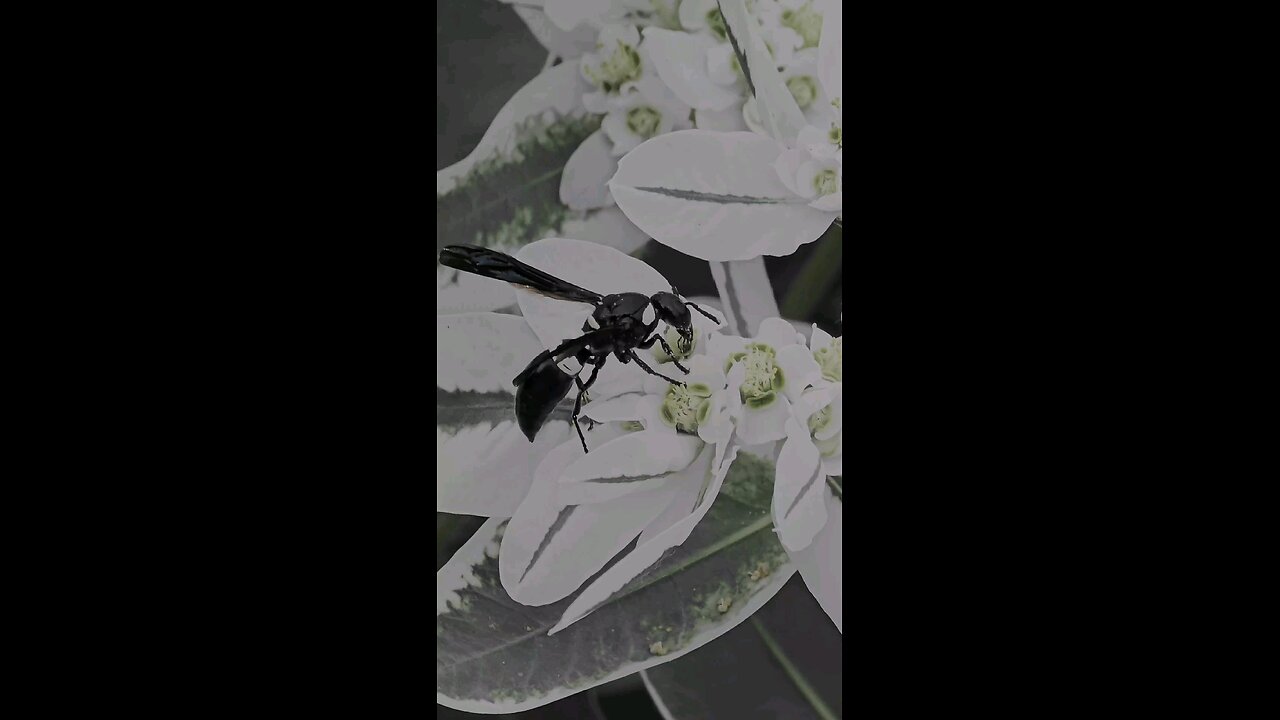 🔥Surah Az-Zukhruf 43:87 سورة الزخرف ⚠️🛐 #quran #shorts #viral