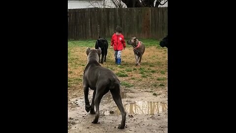 other dogs vs this dogs