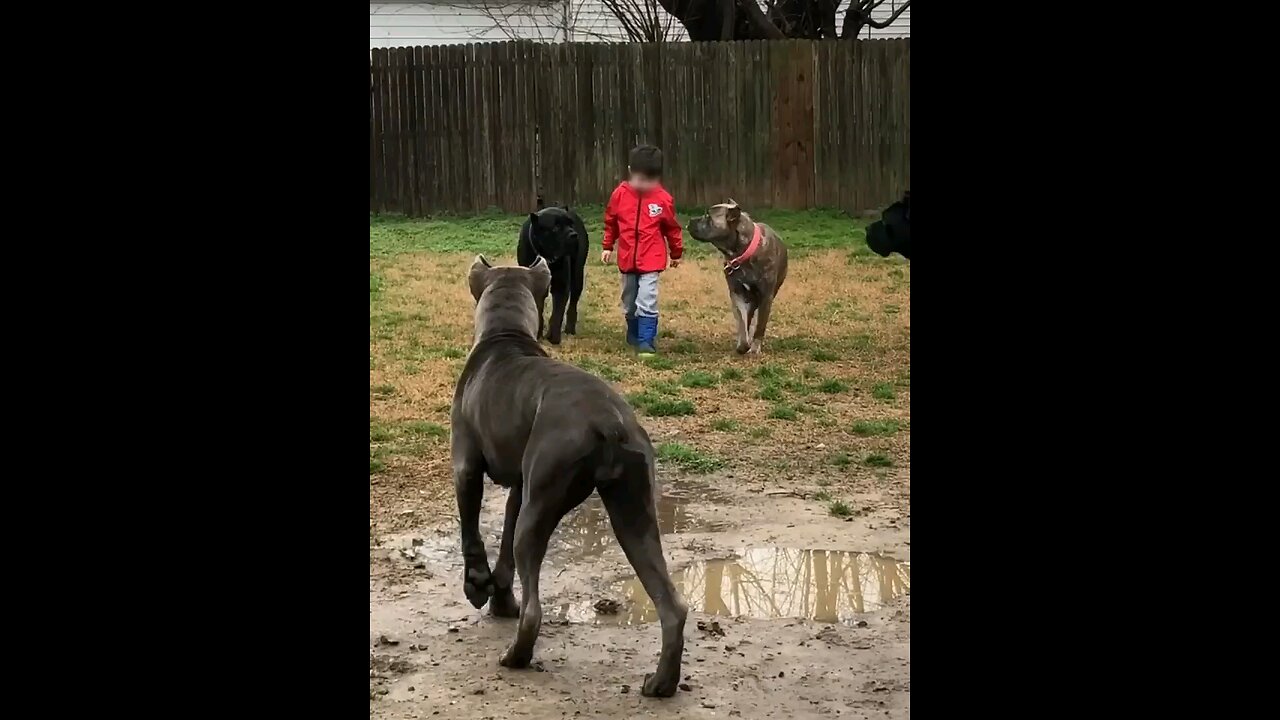 other dogs vs this dogs